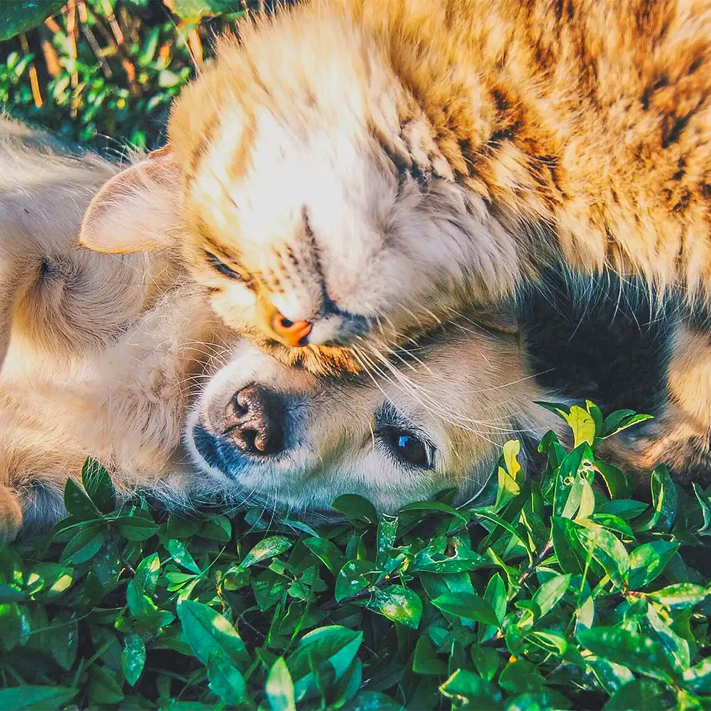 four-legged companions